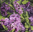 Dipinto a olio su tela di cm.50x50 denominato Fiori di Maggio realizzato da Bruna Naldi nel 2013