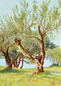 Dipinto a olio su tela di cm35x25 denominato Ulivi realizzato da Damjana Zagar Vecchi