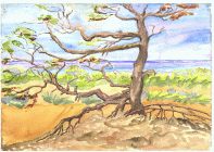 Dipinto ad acquerello di Danilo Ceccone