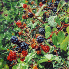 Dipinto ad olio su tavola di cm.50x50 denominato More realizzato da Livio Mozina nel 2015