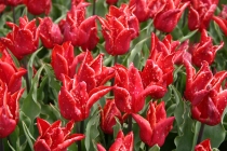 Foto digitale reflex stampata su pannello k-mount di cm50x35 denominata Tulipani realizzata da Lucia Lalovich Toscano nel 2008