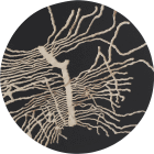 Opera con fresatura su legno multistrato e smalto uretanico di cm 90 denominata Xilofagia realizzata da Carlo Vidoni nel 2025